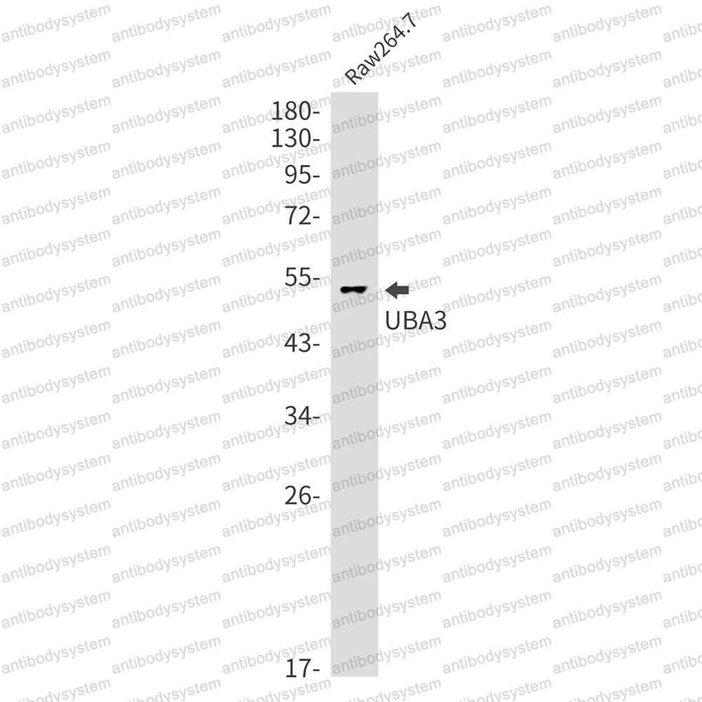 Anti-UBA3 Antibody (R2R81)