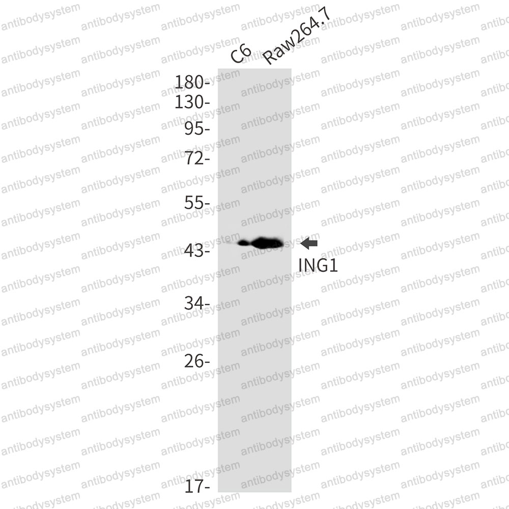 Anti-ING1 Antibody (R2R83)