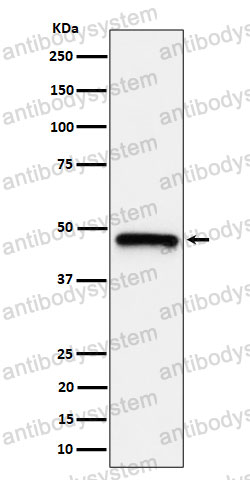 Anti-ING1 Antibody (R2R82)