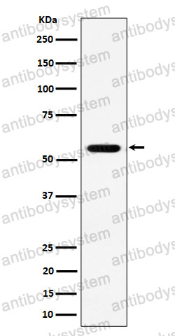Anti-RNF14 Antibody (R2R84)