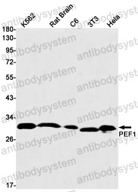 Anti-PEF1 Antibody (R2R87)