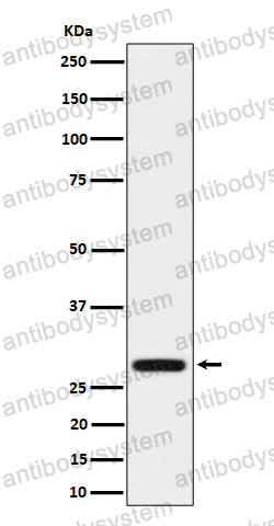 Anti-PEF1 Antibody (R2R86)