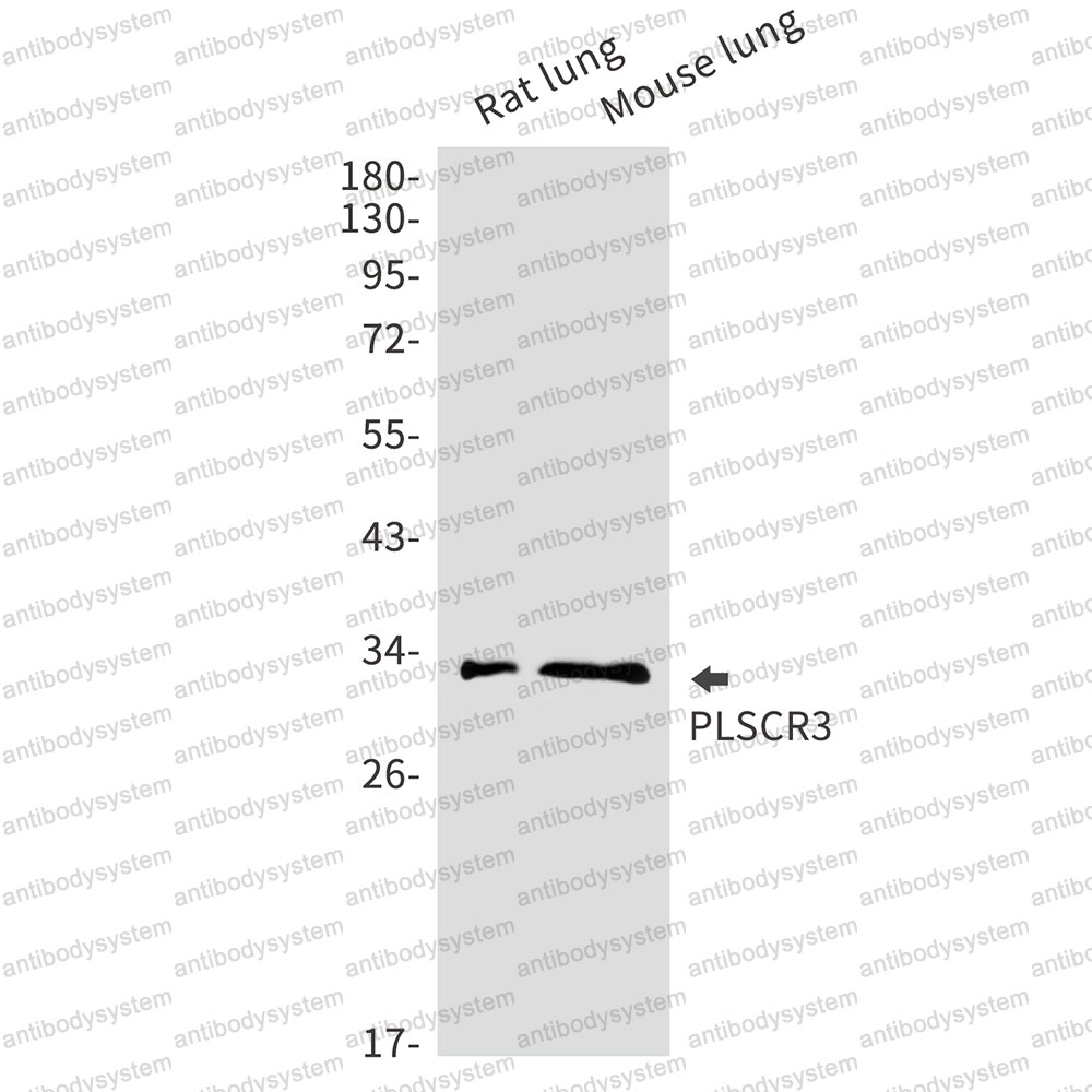Anti-PLSCR3 Antibody (R2R89)