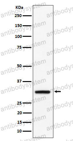 Anti-PLSCR3 Antibody (R2R88)