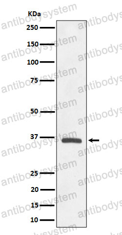Anti-OXGR1/GPR99 Antibody (R2R92)