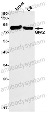 Anti-SLC6A5 Antibody (R2R97)