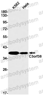 Anti-C3orf38 Antibody (R2S02)