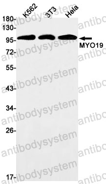 Anti-MYO19 Antibody (R2S04)