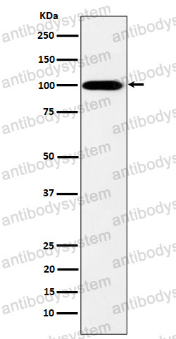 Anti-MYO19 Antibody (R2S03)