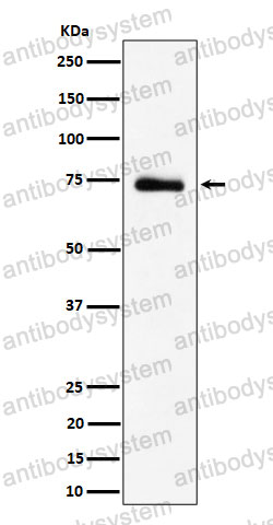 Anti-RAVER2 Antibody (R2S05)