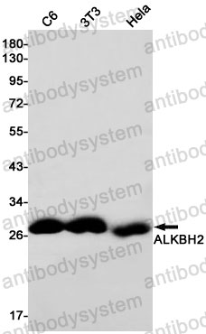 Anti-ALKBH2 Antibody (R2S19)