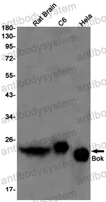 Anti-BOK Antibody (R2S29)