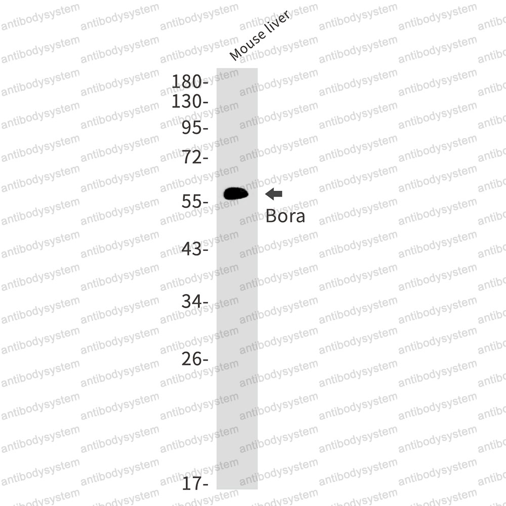 Anti-BORA Antibody (R2S30)