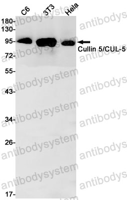 Anti-CUL5 Antibody (R2S34)