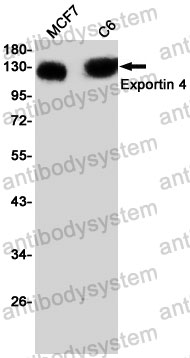 Anti-XPO4 Antibody (R2S48)