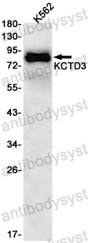 Anti-KCTD3 Antibody (R2S53)