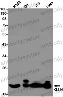 Anti-KLLN Antibody (R2S54)