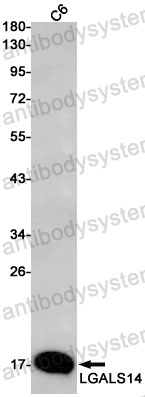 Western blot for Anti-LGALS14 Antibody (R2S55) ?>