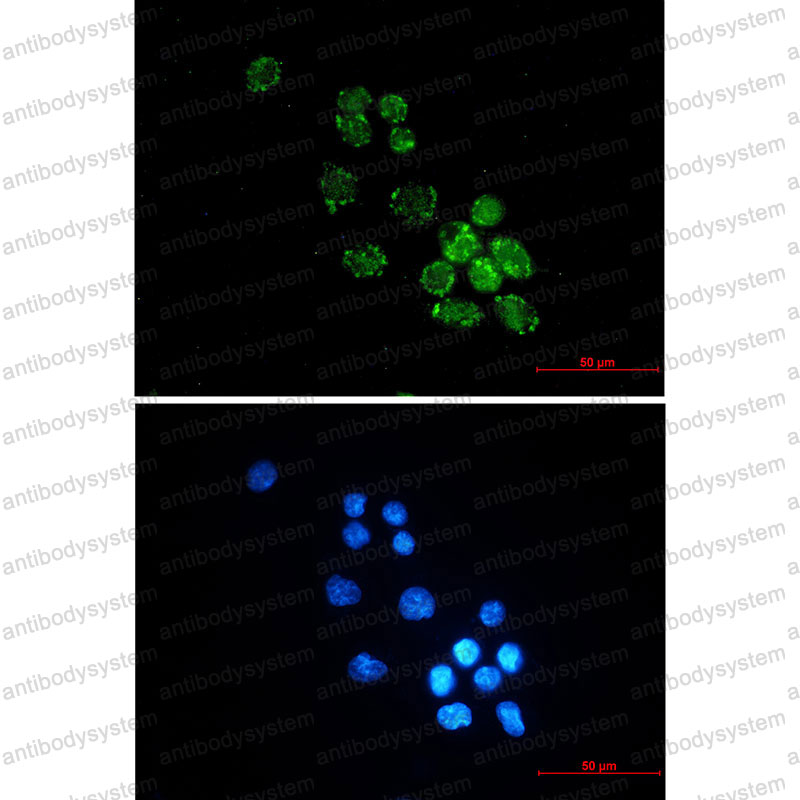 Immunofluorescence for Anti-PUS1 Antibody (R2S70) ?>