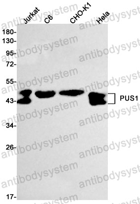 Western blot for Anti-PUS1 Antibody (R2S70) ?>