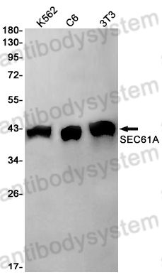 Western Blot for Anti-SEC61A2 Antibody (R2S74) ?>