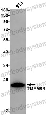 Western blot for Anti-TMEM9B Antibody (R2S78) ?>