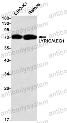 Western blot for Anti-MTDH Antibody (R2S98) ?>