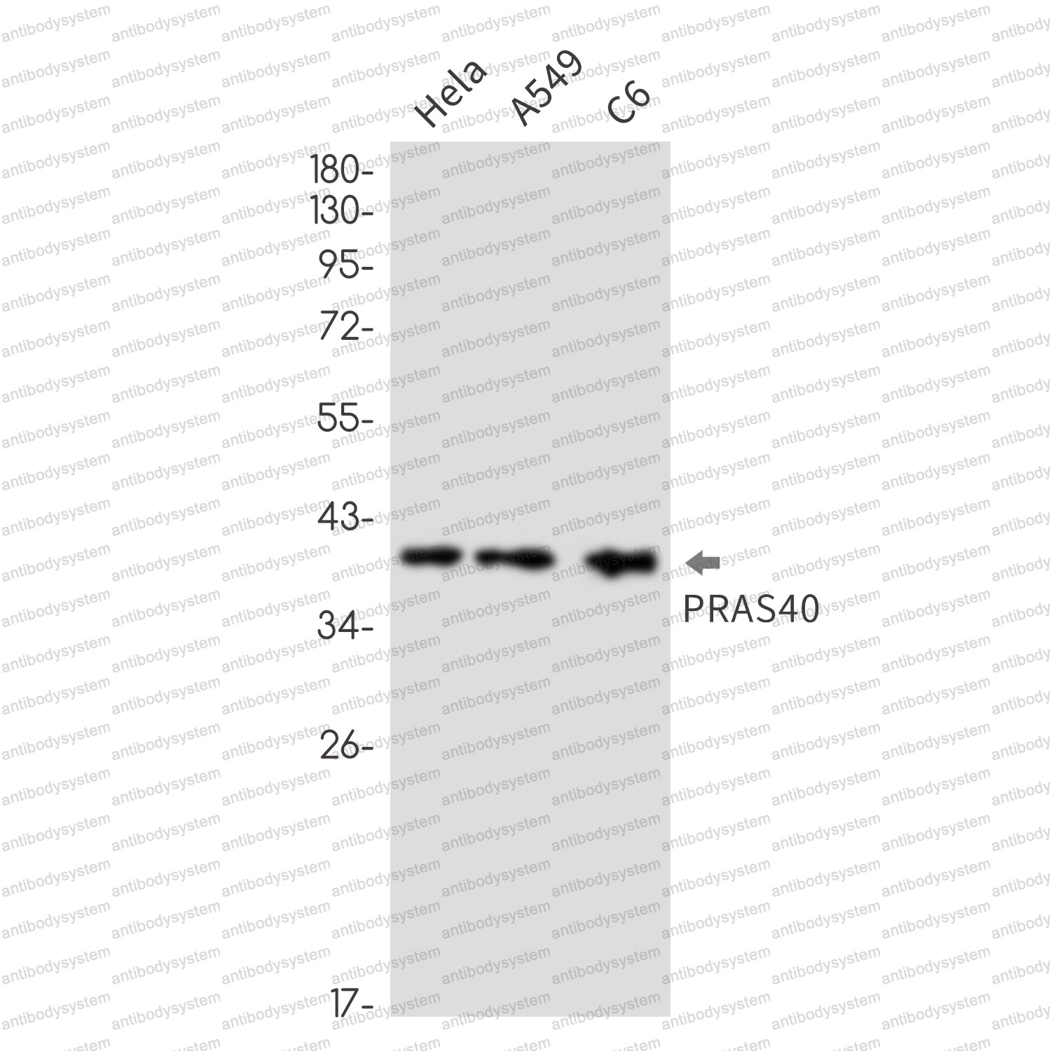 Western blot for Anti-AKT1S1 Antibody (R2T04) ?>