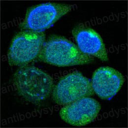 Anti-PEG10 Antibody (R4A75)