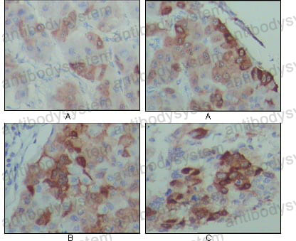 Anti-PEG10 Antibody (R4A76)