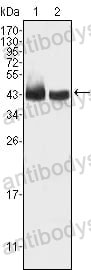 Anti-KLF15 Antibody (R4A77)