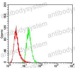 Anti-SSH1 Antibody (R4B26)