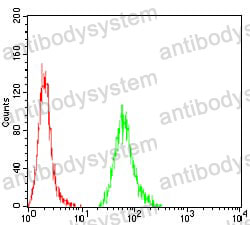 Anti-KBTBD8 Antibody (R4B27)