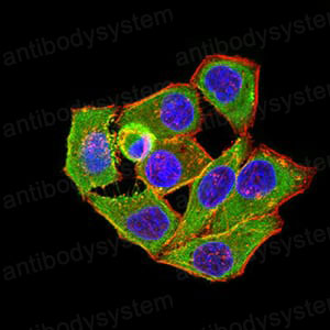 Immunofluorescence for Anti-ANAPC1 Antibody (R4B58) ?>