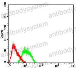 Anti-TFAP2B Antibody (R4B64)