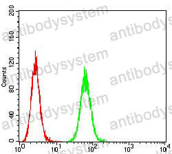 Anti-P2RY8 Antibody (R4B73)
