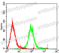 Anti-RBMXL3 Antibody (R4C08)
