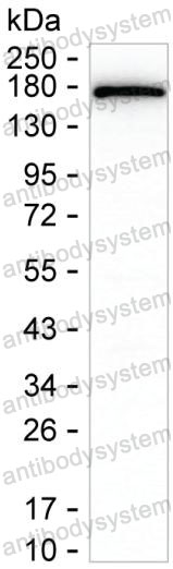 Anti-COLEC12 Antibody (R4C87)