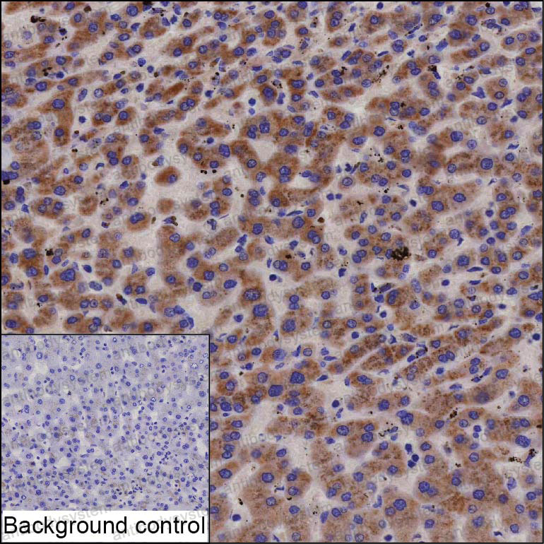 Anti-SENP8 Antibody (R4D30)