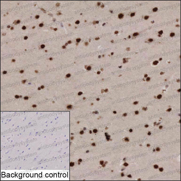 Anti-MCF2L2 Antibody (R4D34)