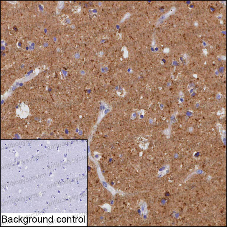 Anti-NRXN3 Antibody (R4D37)