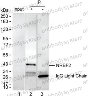 Anti-NRBF2 Antibody (R4D56)