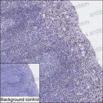 Anti-CLSPN Antibody (R4D64)