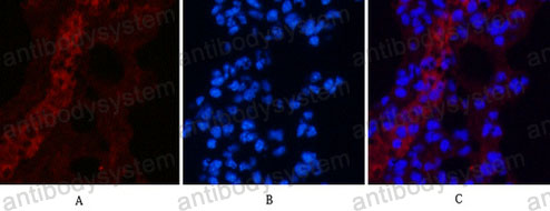 Anti-EFHD1 Antibody (R4D66)