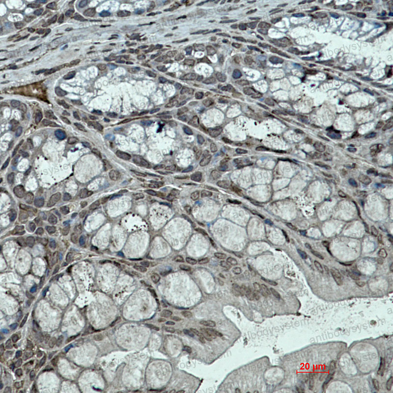 Anti-KLF4 Antibody (R1E08)