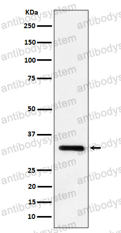 Anti-IL33 Antibody (R1A51)