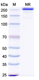 Anti-Mouse NGF/Beta-NGF Antibody (MAb911)