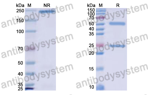 Mouse IgG2a (Fc Silence) Isotype Control (MOPC 173)