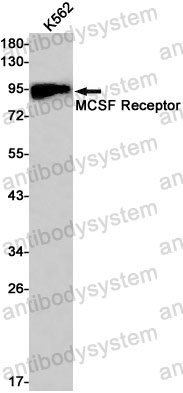 Anti-CD115/CSF1R Antibody (R1L04)