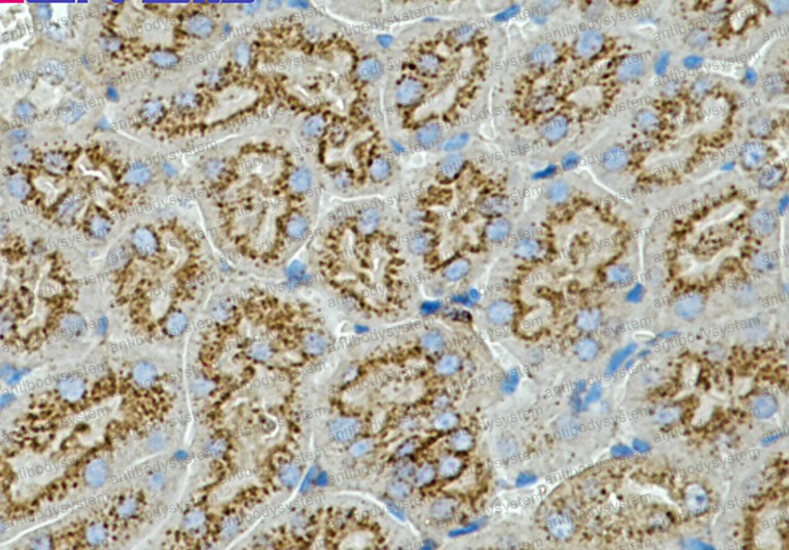 Anti-CD63 Antibody (R1L87)